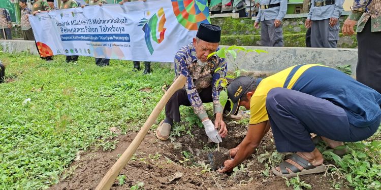 PRM Pucungrejo Peringati Milad Ke-113 Muhammadiyah dengan Aksi Tanam Ratusan Pohon Tabebuya